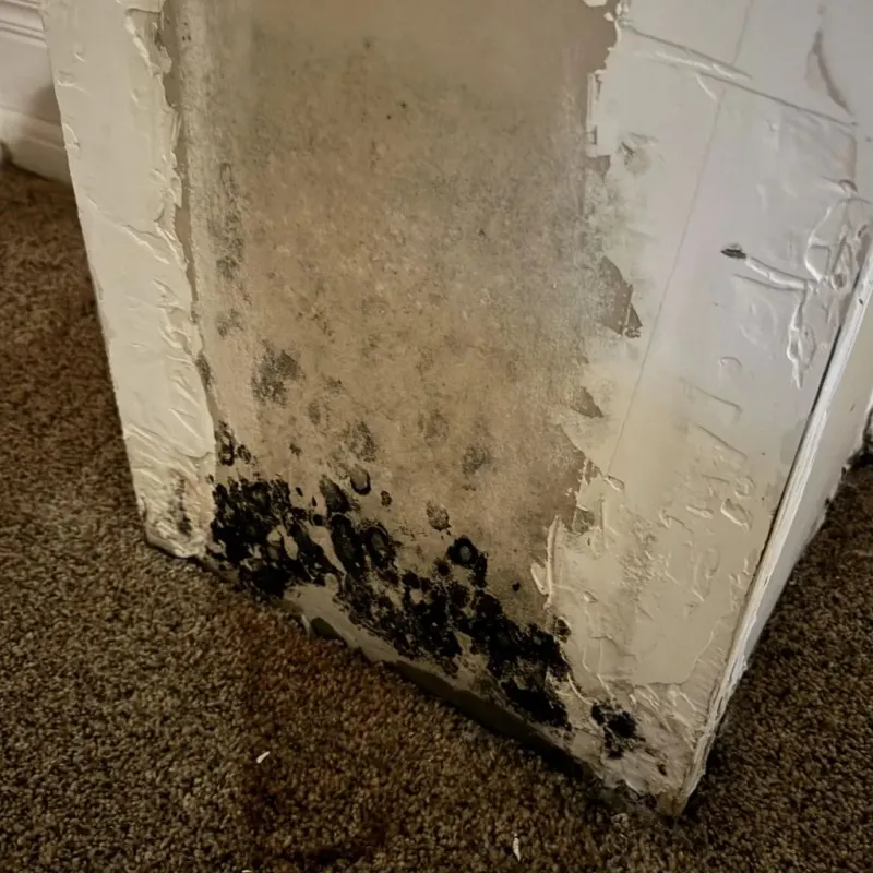Professional Mold Removal in Pharr, TX